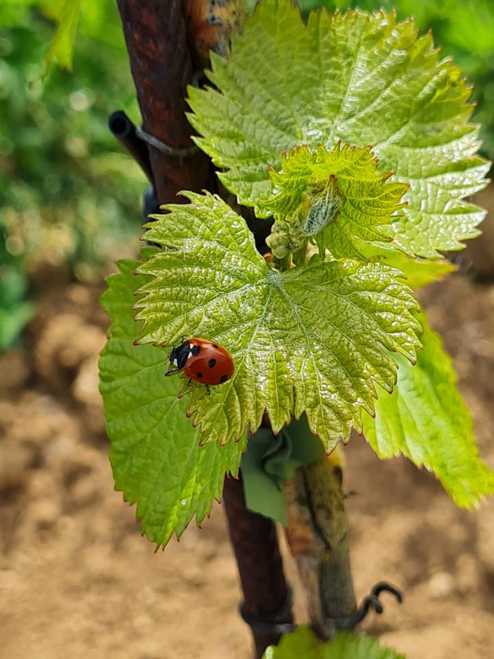 Marienkäfer im Weingarten Strass Marienkäfer im Weingarten Strass
